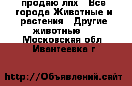 продаю лпх - Все города Животные и растения » Другие животные   . Московская обл.,Ивантеевка г.